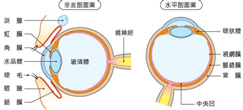 眼睛是什麼|【護眼百科】 眼的構造及功能－眼的構造精巧 功能獨特